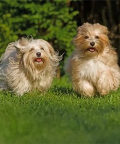 havanese dog Paint by numbers