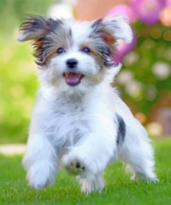 Havanese Puppy Paint by numbers