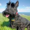 iconic scottish terrier paint by number