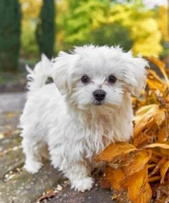 Italian Maltes Paint by numbers