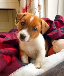 Jack Russells Dog paint by numbers