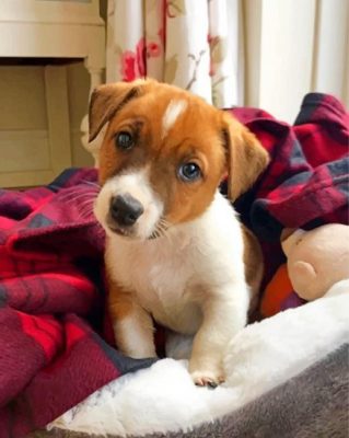 Jack Russells Dog paint by numbers
