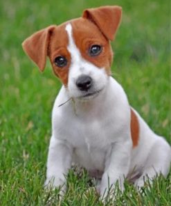 Jack Russells Paint by numbers