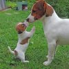 Jack Russells Paint by numbers