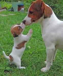 Jack Russells Paint by numbers