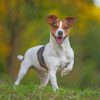 Jack Russell Terrier paint by numbers
