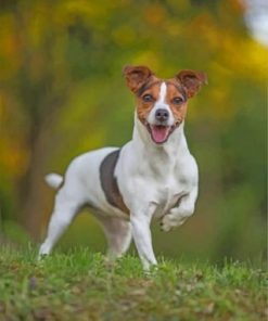 Jack Russell Terrier paint by numbers