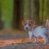 Jack Russell Puppy paint by numbers