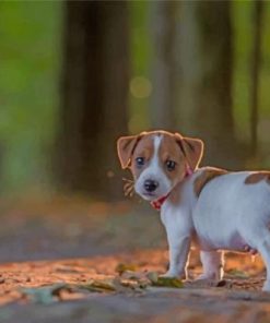 Jack Russell Puppy paint by numbers