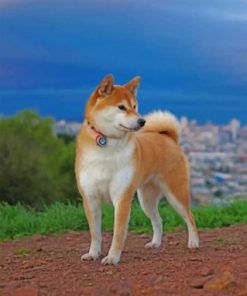 Japanese Akita Dog Paint by numbers