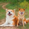 Japanese Akitas Paint by numbers