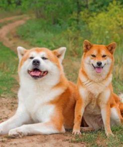 Japanese Akitas Paint by numbers