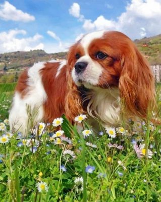 King Charles Spaniel Dog paint by numbers