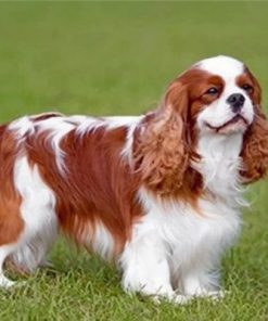 King Charles Spaniel Paint by numbers