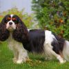 King Charles Spaniel Paint by numbers