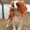 King Charles Spaniel Puppy Paint by numbers