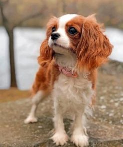 King Charles Spaniel Puppy Paint by numbers