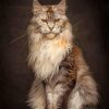 Maad Maine Coon Paint by numbers