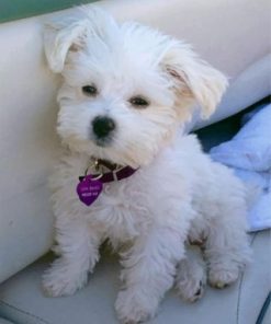 Maltes Dog Paint by numbers