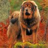 Mastiff Dog Paint by numbers