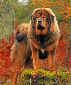 Mastiff Dog Paint by numbers