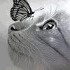 Monochrome Cat And Butterfly Paint by numbers