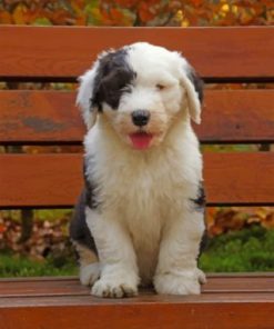 Old English Sheepdog Paint by numbers