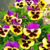 Pansy Flowers Paint by numbers