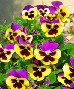 Pansy Flowers Paint by numbers