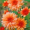 Peach Chrysanthemum paint by numbers