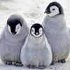 Penguins Family paint by numbers