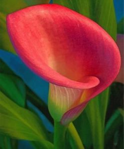 Pink Calla Lily paint by numbers