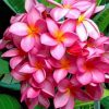 Pink Frangipani Paint by numbers
