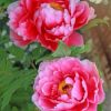 Pink Peonies Paint by numbers