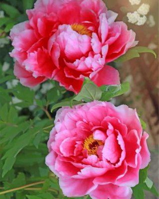 Pink Peonies Paint by numbers