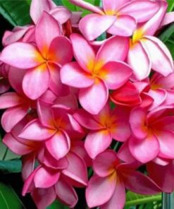 Pink Plumeria Paint by numbers