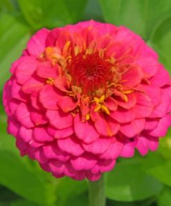Pink Zinnia Paint by numbers