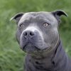 Gray Pit bull Paint by numbers