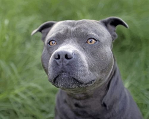 Gray Pit bull Paint by numbers