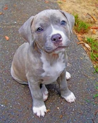 Pitbull Dog Paint by numbers