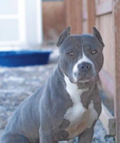 Pitbull Pet Paint by numbers
