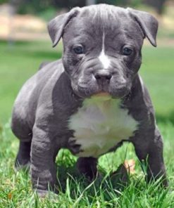 Pit bull Dog Paint by numbers