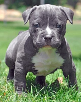 Pit bull Dog Paint by numbers
