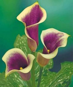 Purple Calla Lily Paint by numbers