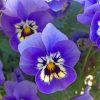 Purple Pansies Paint by numbers