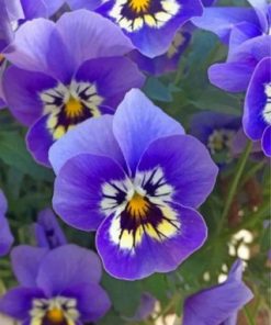 Purple Pansies Paint by numbers