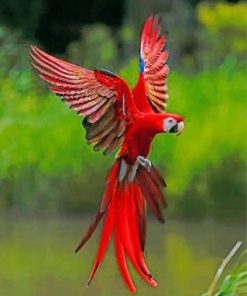 Red Flying Macaws Paint by numbers
