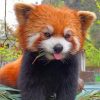 Red Panda Paint by Numbers