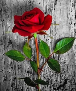 Red Rose paint by numbers