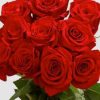 red roses flowers paint by numbers